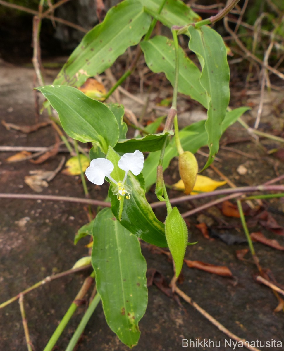 Commelina undulata R.Br.